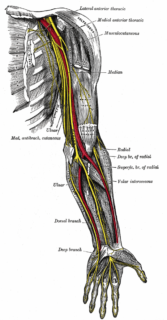Nerves_of_the_left_upper_extremity