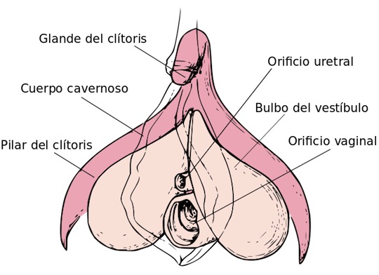Clitoris_anatomy_labeled-es.svg