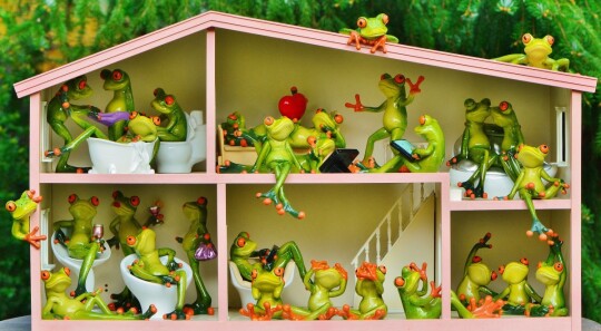 frogs_funny_home_residents_shared_apartment_live_cute_animal-626293